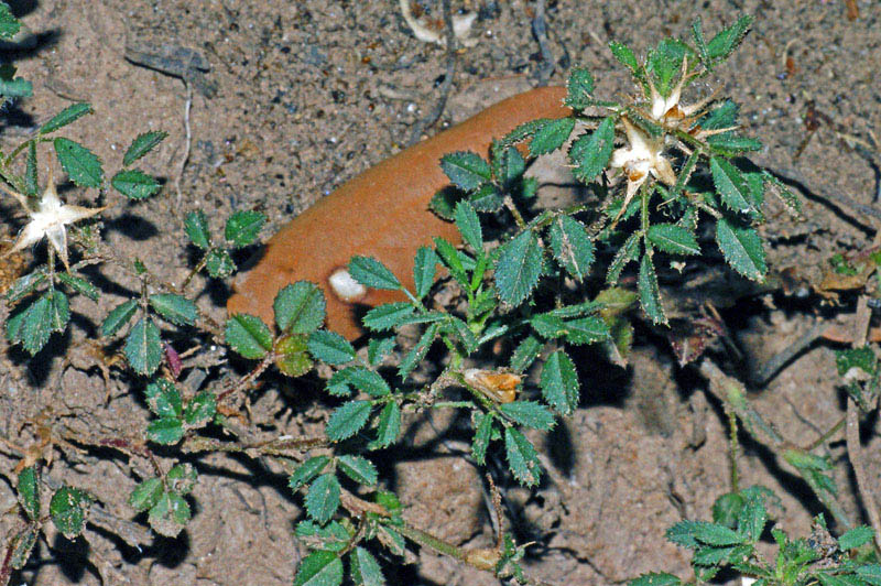 Ononis pusilla / Ononide piccina